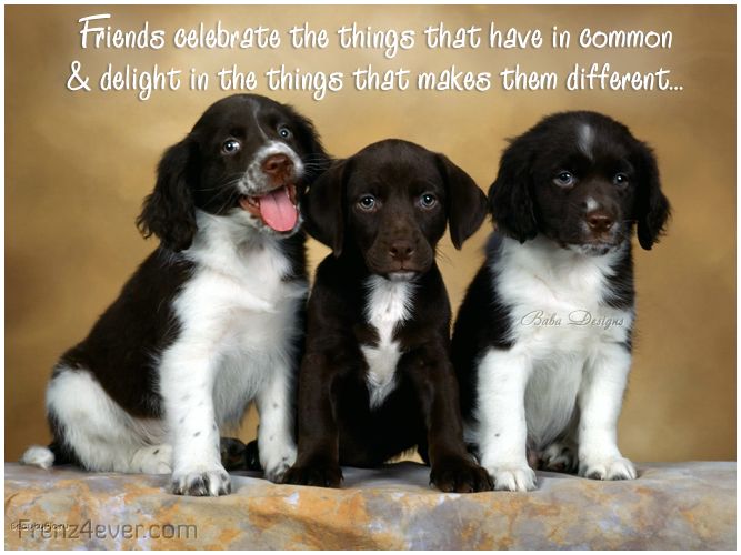 Join 'Frenz 4 Ever' for FREE cards, Shayari and Masti Unlimited friendship-quotes-cards
