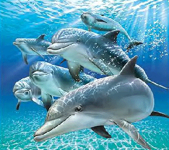 dolphin in sea