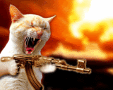 cat hold gun