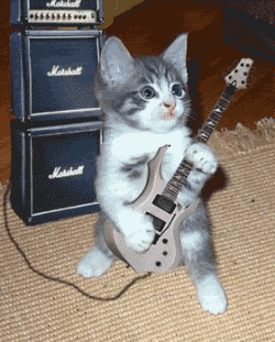 cat play guitar