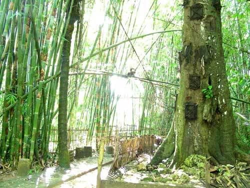 Индонезия: Papua-TanaToraja-Gili-Bali-Borobudur-2008