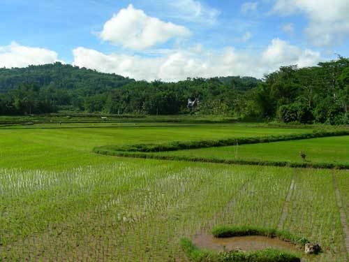 Индонезия: Papua-TanaToraja-Gili-Bali-Borobudur-2008
