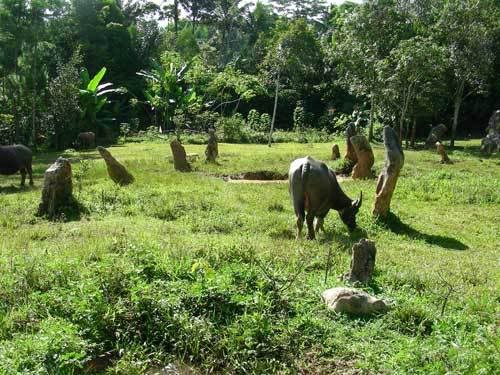 Индонезия: Papua-TanaToraja-Gili-Bali-Borobudur-2008