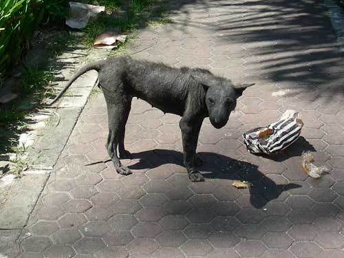 Индонезия: Papua-TanaToraja-Gili-Bali-Borobudur-2008