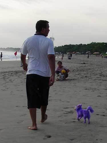 Индонезия: Papua-TanaToraja-Gili-Bali-Borobudur-2008