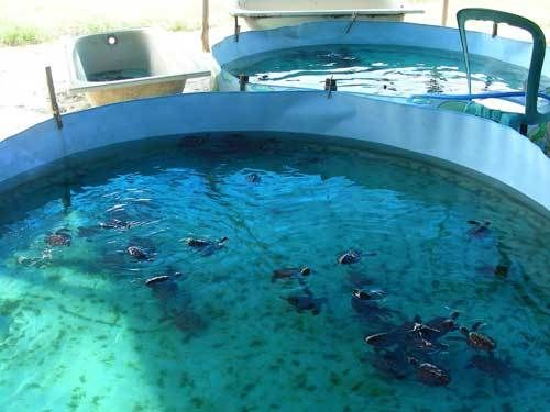 Индонезия: Papua-TanaToraja-Gili-Bali-Borobudur-2008