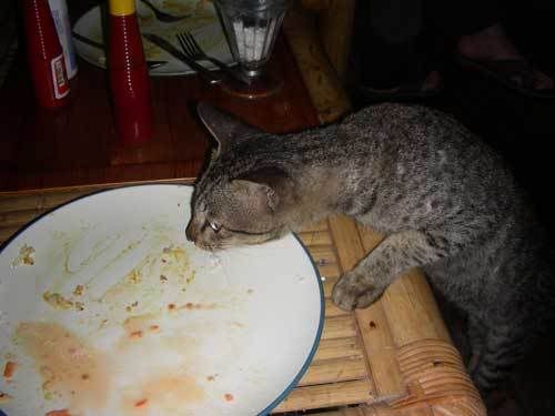 Индонезия: Papua-TanaToraja-Gili-Bali-Borobudur-2008