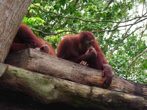 Индонезия: Papua-TanaToraja-Gili-Bali-Borobudur-2008