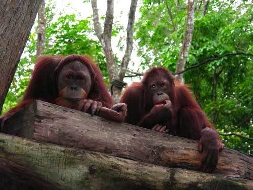 Индонезия: Papua-TanaToraja-Gili-Bali-Borobudur-2008