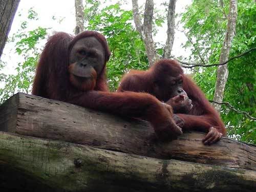 Индонезия: Papua-TanaToraja-Gili-Bali-Borobudur-2008