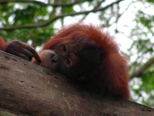 Индонезия: Papua-TanaToraja-Gili-Bali-Borobudur-2008
