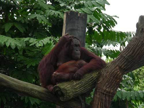 Индонезия: Papua-TanaToraja-Gili-Bali-Borobudur-2008