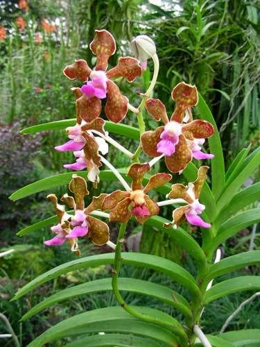 Индонезия: Papua-TanaToraja-Gili-Bali-Borobudur-2008