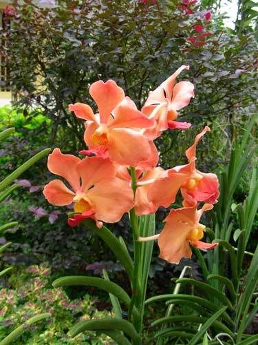 Индонезия: Papua-TanaToraja-Gili-Bali-Borobudur-2008