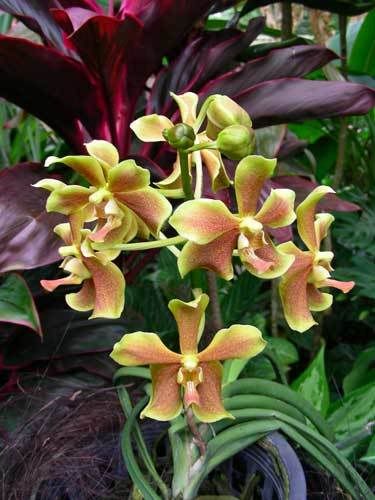 Индонезия: Papua-TanaToraja-Gili-Bali-Borobudur-2008