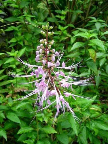 Индонезия: Papua-TanaToraja-Gili-Bali-Borobudur-2008