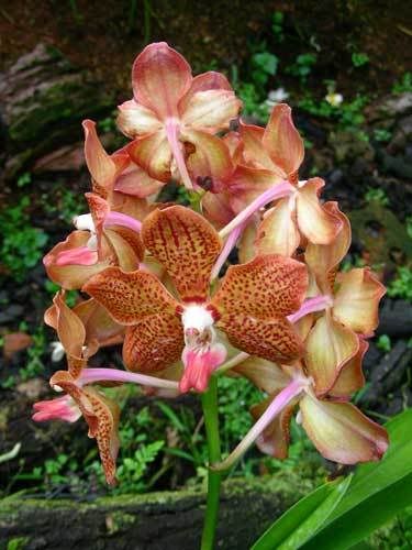 Индонезия: Papua-TanaToraja-Gili-Bali-Borobudur-2008