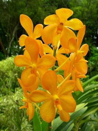 Индонезия: Papua-TanaToraja-Gili-Bali-Borobudur-2008