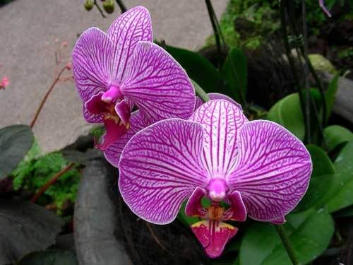 Индонезия: Papua-TanaToraja-Gili-Bali-Borobudur-2008