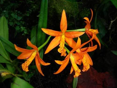 Индонезия: Papua-TanaToraja-Gili-Bali-Borobudur-2008