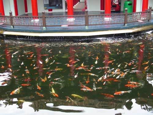 Индонезия: Papua-TanaToraja-Gili-Bali-Borobudur-2008