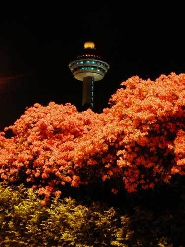 Индонезия: Papua-TanaToraja-Gili-Bali-Borobudur-2008