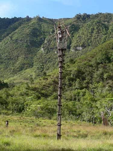 Индонезия: Papua-TanaToraja-Gili-Bali-Borobudur-2008