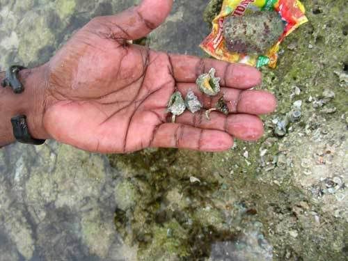 Индонезия: Papua-TanaToraja-Gili-Bali-Borobudur-2008