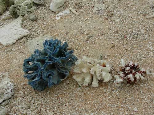 Индонезия: Papua-TanaToraja-Gili-Bali-Borobudur-2008