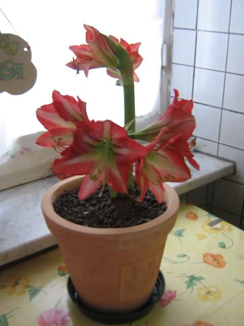 Immagini10Aprile2008013.jpg