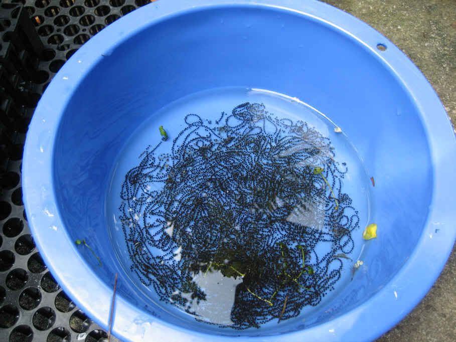 goldfish eggs pictures. instead of goldfish eggs,