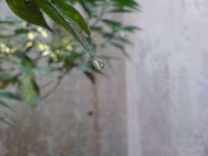 topic về những hình ảnh chụp bằng điện thoại di động - 4