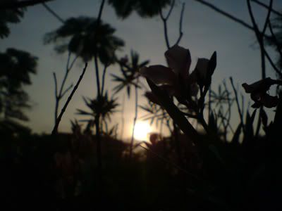 topic về những hình ảnh chụp bằng điện thoại di động - 3