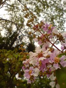 topic về những hình ảnh chụp bằng điện thoại di động - 7