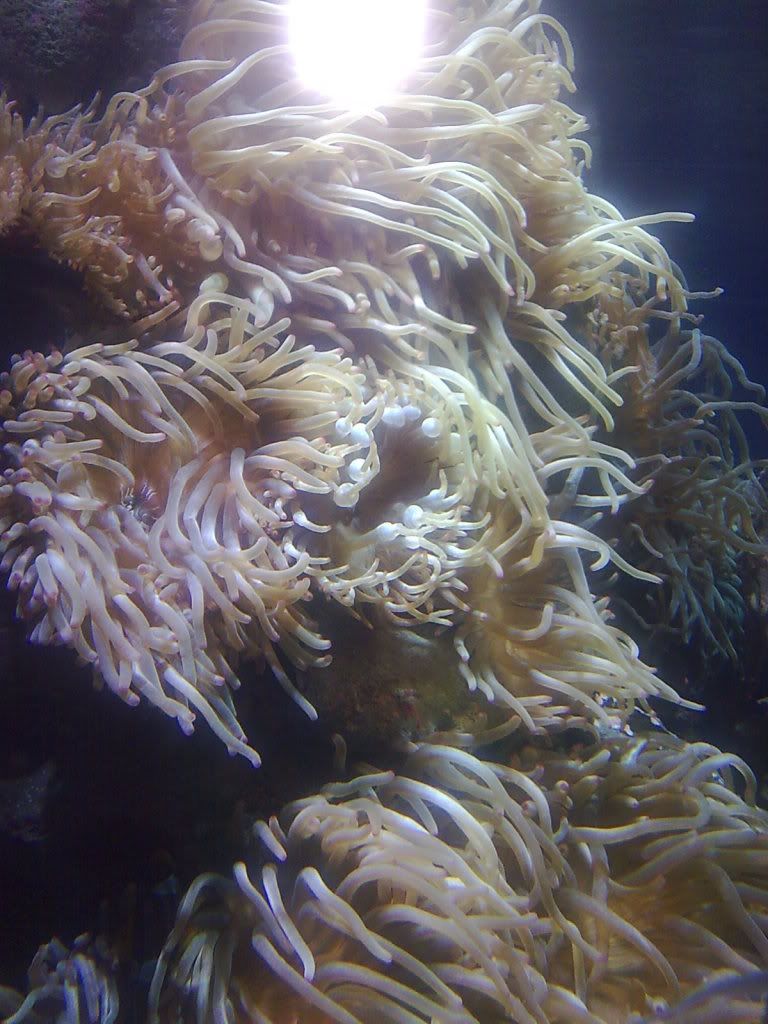 http://i301.photobucket.com/albums/nn72/nnobs/Image075.jpg
