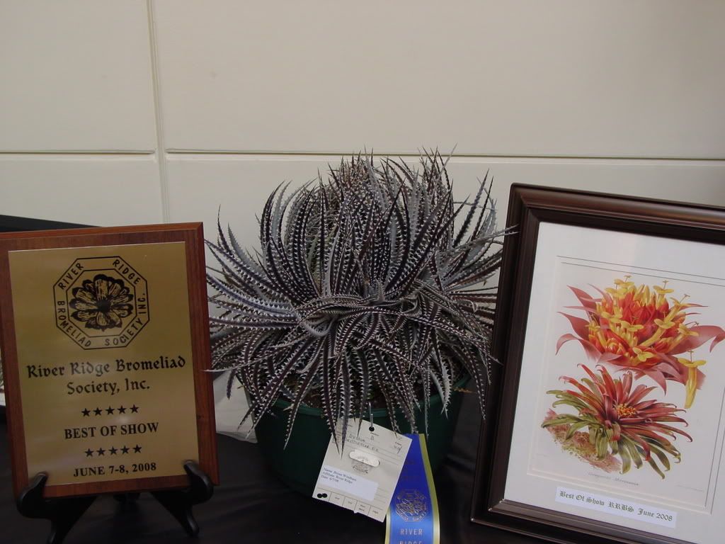 Dyckia Brittlestarf2