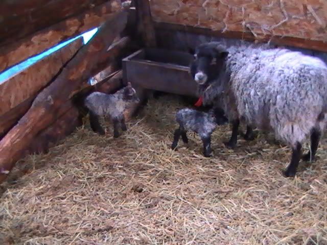 Ups and Downs - Goats