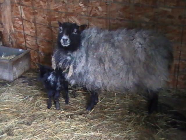 Ups and Downs - Goats