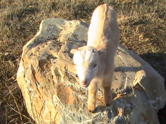 Ups and Downs - Goats