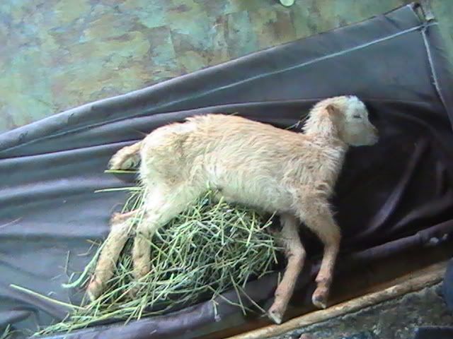 HELP!!! Quick! please read!! - Goats