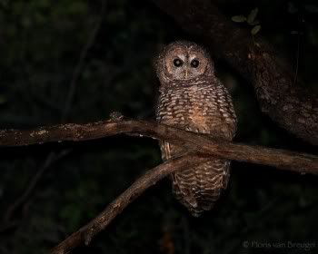 http://i301.photobucket.com/albums/nn75/miaokuancha/twilight/spottedowl.jpg