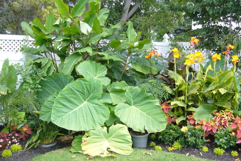 Dwarf Hibiscus