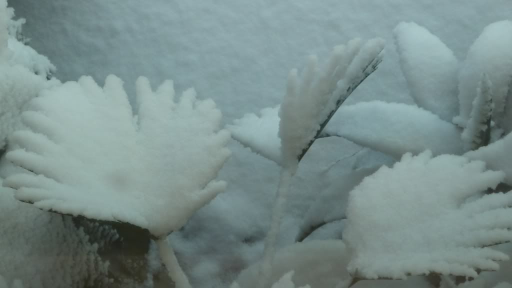 Some true "winter" growers for you, blooming or budding actively