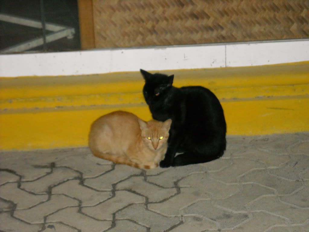 The first 2 kitties (of many) who show up for their nightly meal from this lovely women who feeds them (real cat food) each night