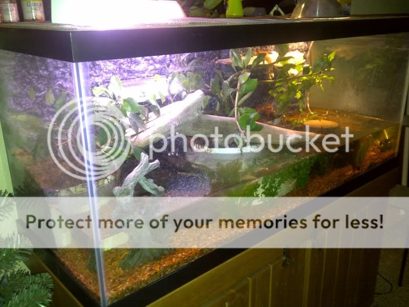 75 Gallon Terrarium - The Planted Tank Forum