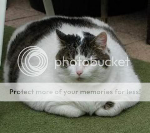 http://i301.photobucket.com/albums/nn69/arronsky/cat2.jpg