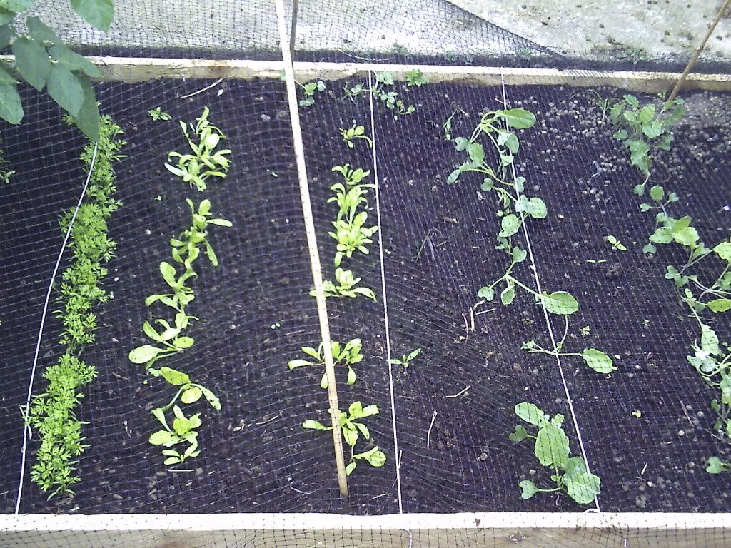 PICT0008.jpg