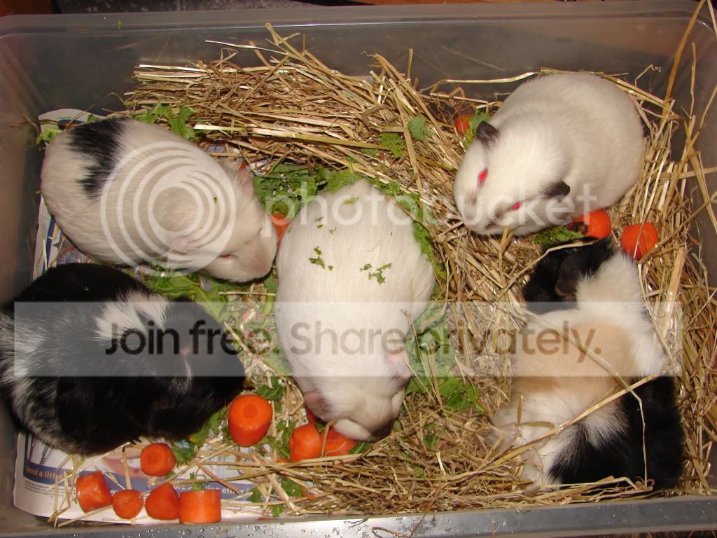 zoo047.jpg