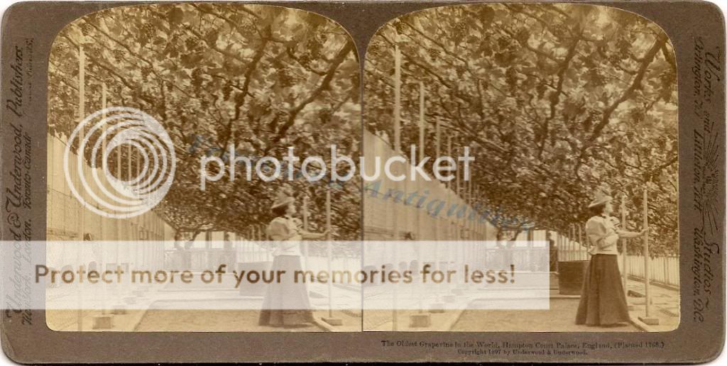 1897 Hampton Ct Palace World Oldest Grapevine Planted 1768 Real Photo 