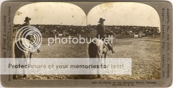 1902 Geneseo Kansas Cattle RoundUp Photo Stereoview  